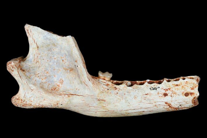 Oligocene Fossil Hemicyonine Bear (Cephalogale) Jaw - France #154983